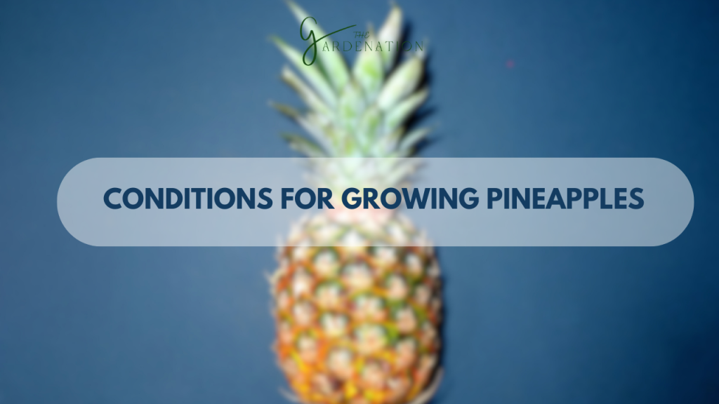 Conditions for Growing Pineapples by the gardenation