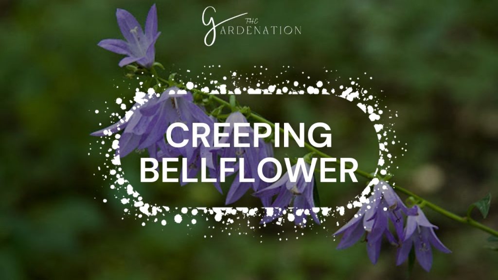 Creeping Bellflower