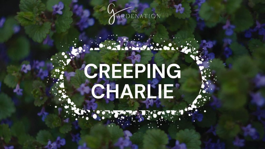 Creeping Charlie