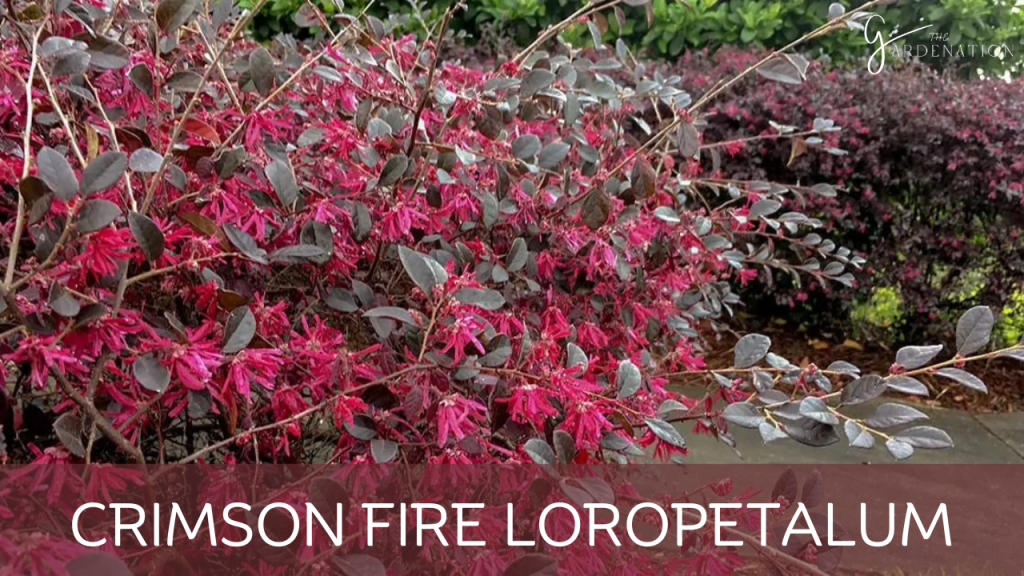 Crimson Fire Loropetalum  by the gardenation