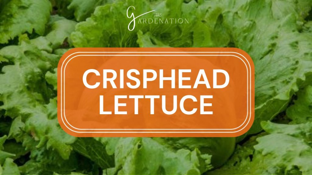  Crisphead Lettuce