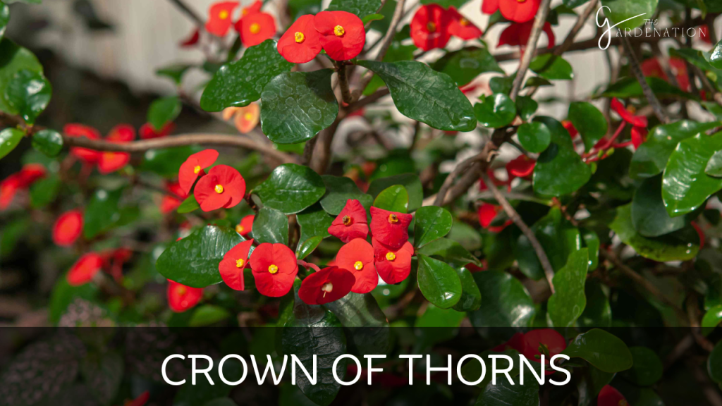 Crown of Thorns by the gardenation