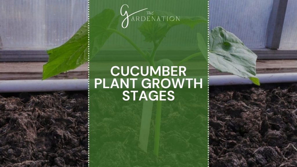 Cucumber Plant Life Cycle 