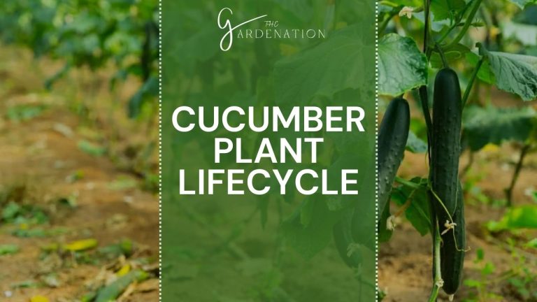 Cucumber-Plant-Life-Cycle