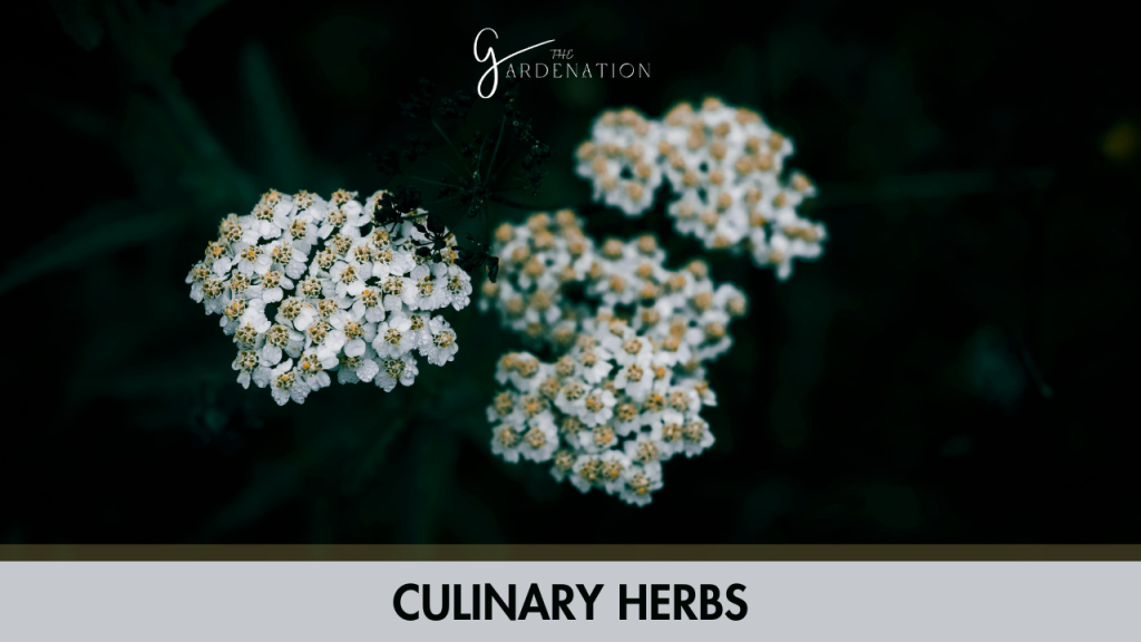Culinary Herbs 