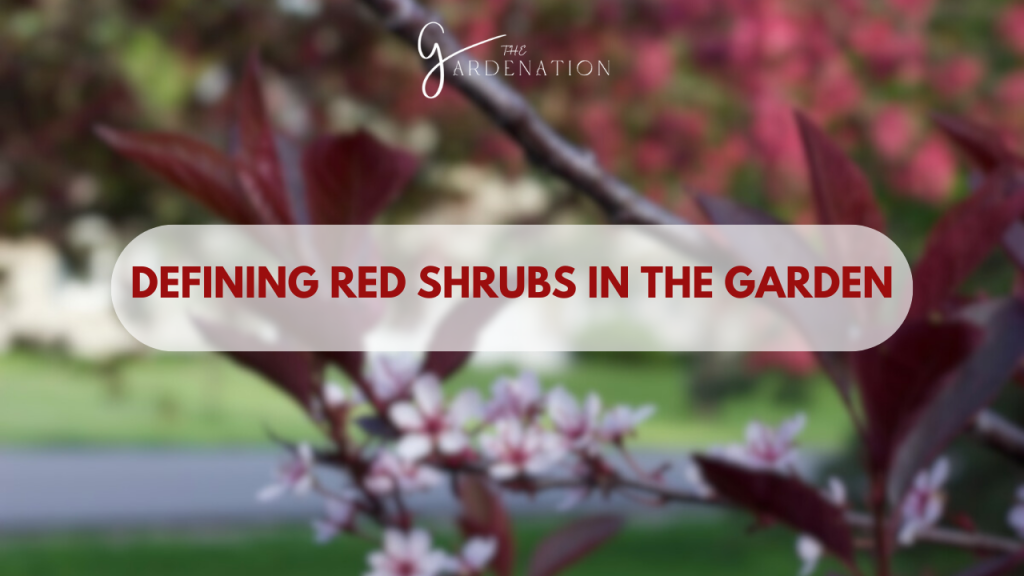 Defining Red Shrubs in the Garden by the gardenation