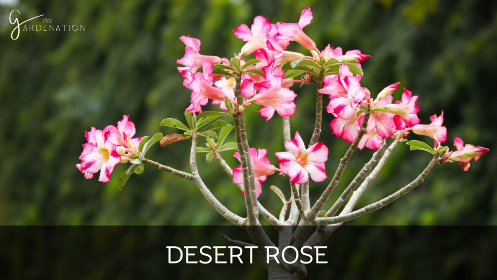Desert Rose by the gardenation Tall Succulent Types