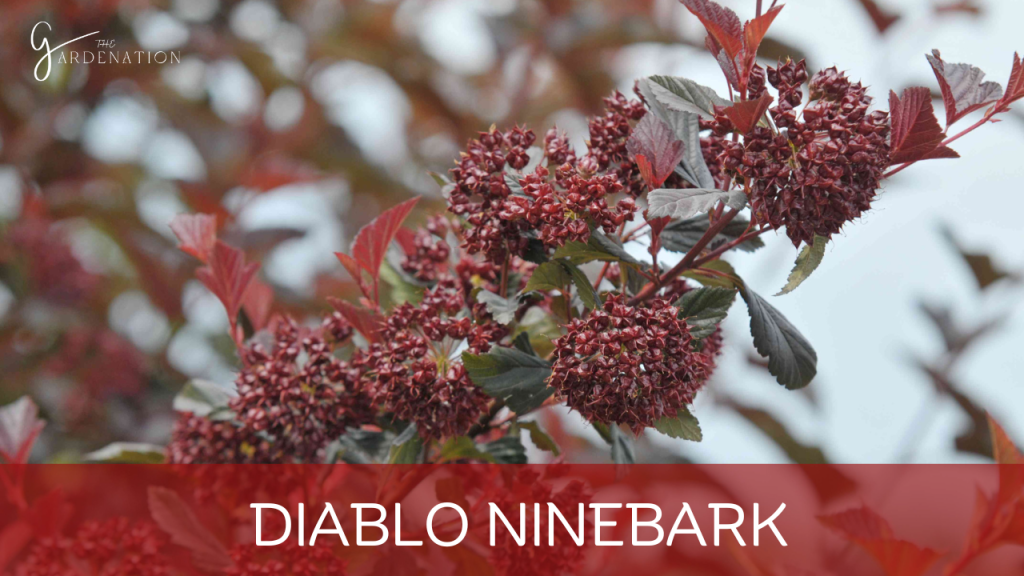Diablo Ninebark by the gardenation Red Shrubs For Landscaping