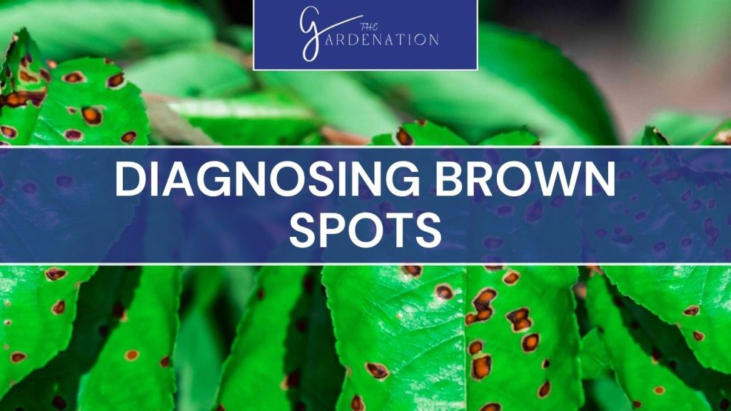 Diagnosing Brown Spots