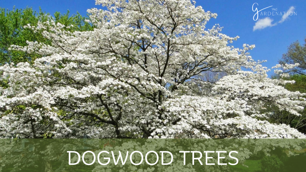 Dogwood Trees by the gardenation