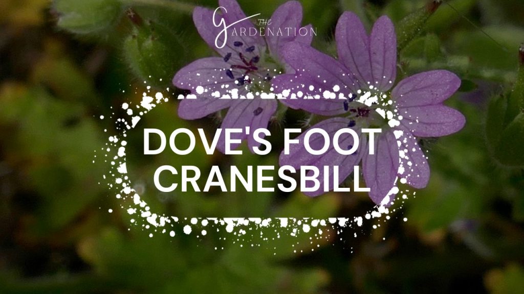 Dove's Foot Cranesbill