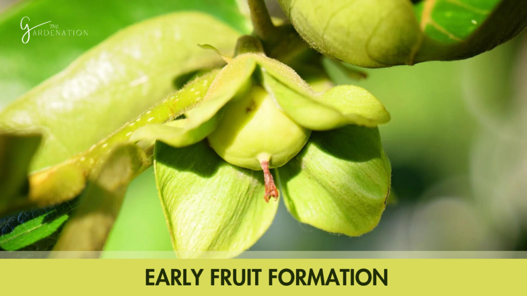 6. Early Fruit Formation