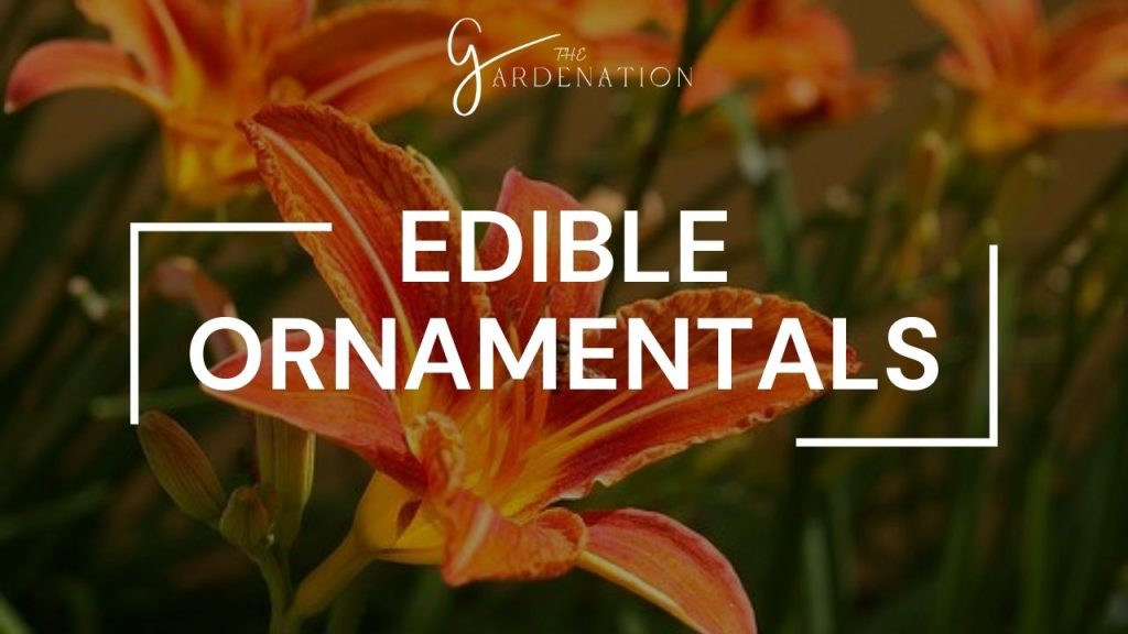 Edible Ornamentals 
