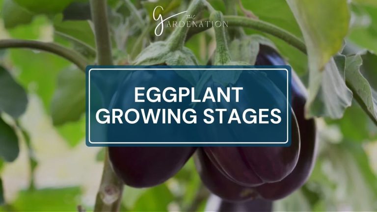 Eggplant Growing Stages 