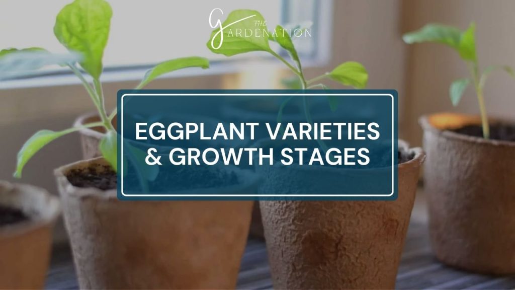 Eggplant Varieties & Growth Stages