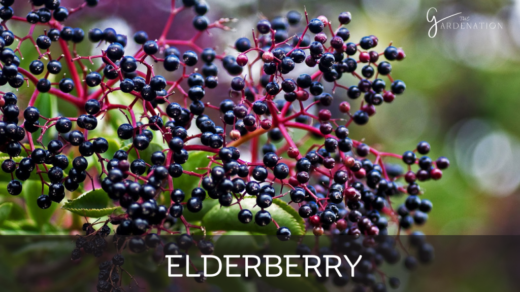 Elderberry by the gardenation