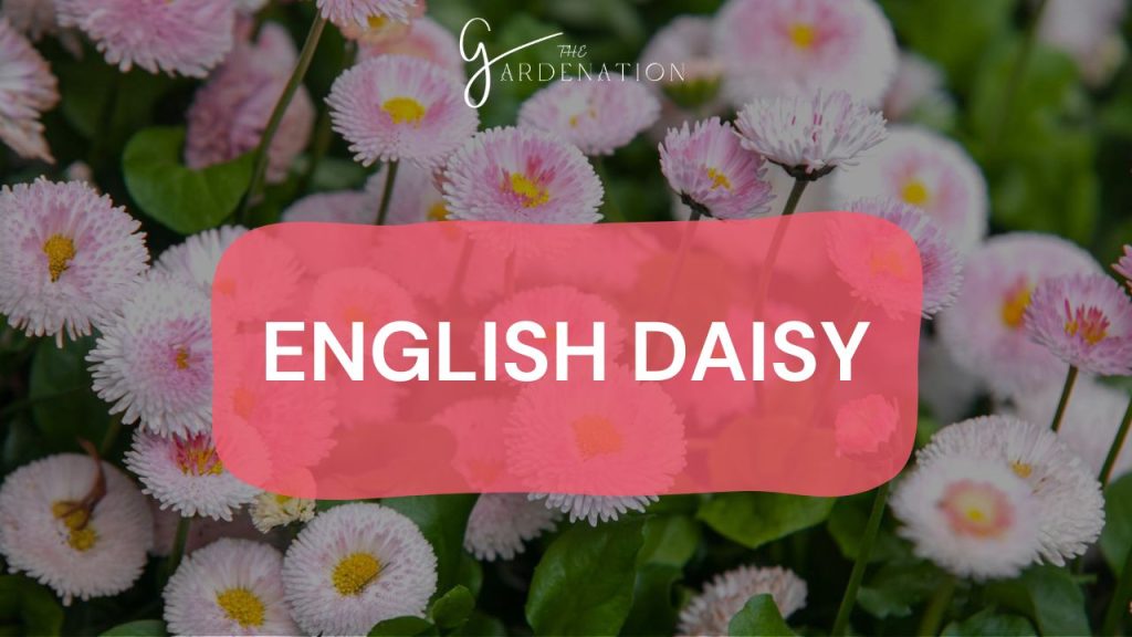 English Daisy (Bellis perennis)