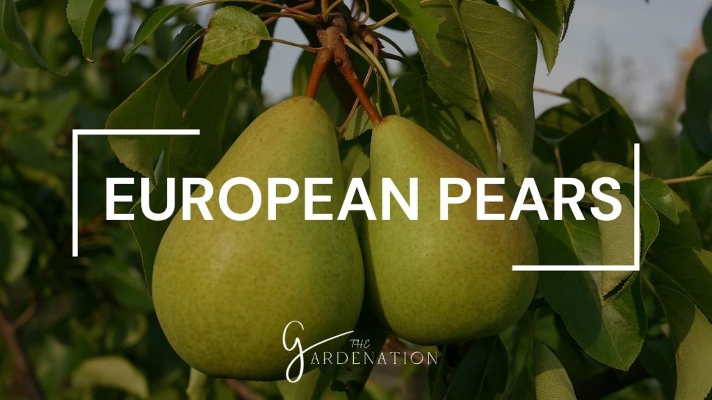 European Pears