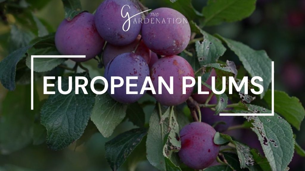 European Plums