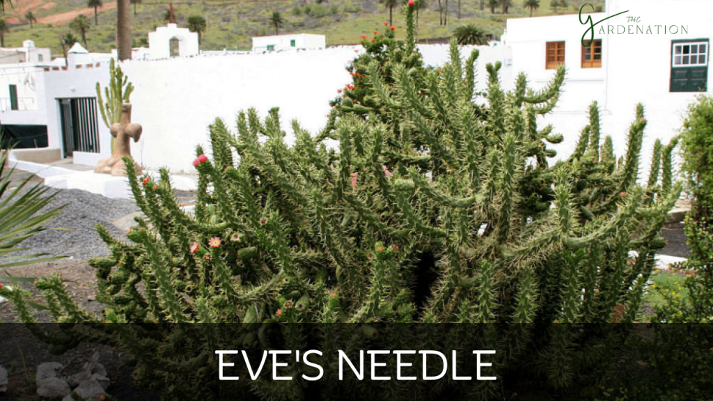 Eve's Needle by the gardenation