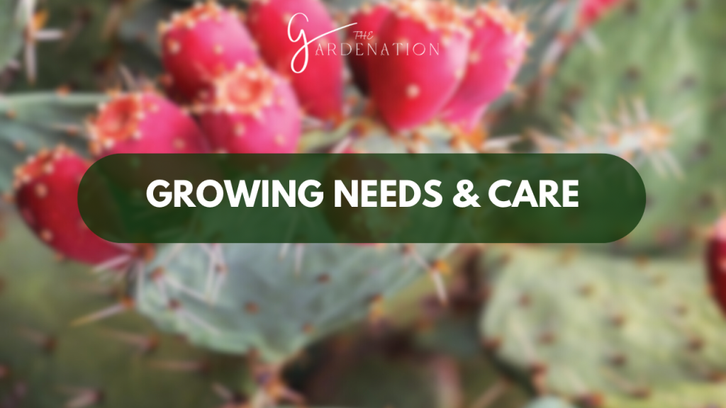 Growing Needs & Care of Prickly Pear Cactus Growth Stages