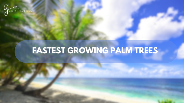 Fastest Growing Palm Trees