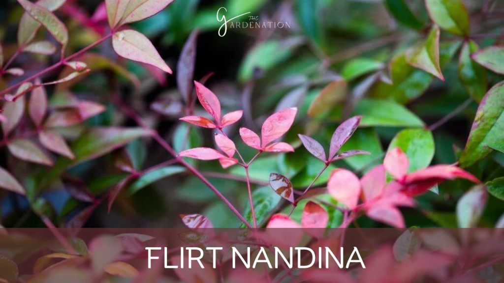 Flirt Nandina by the gardenation