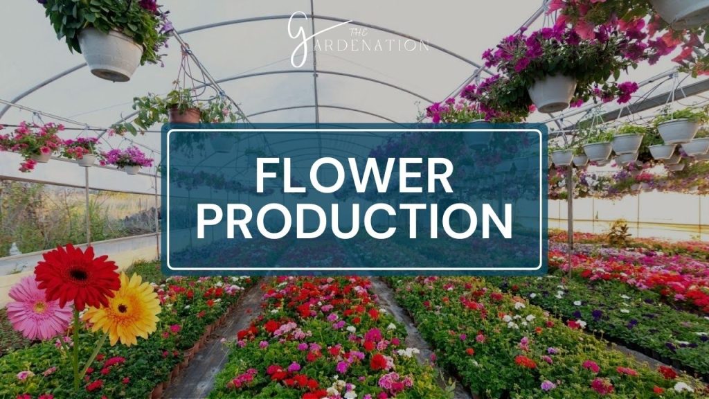 Flower Production