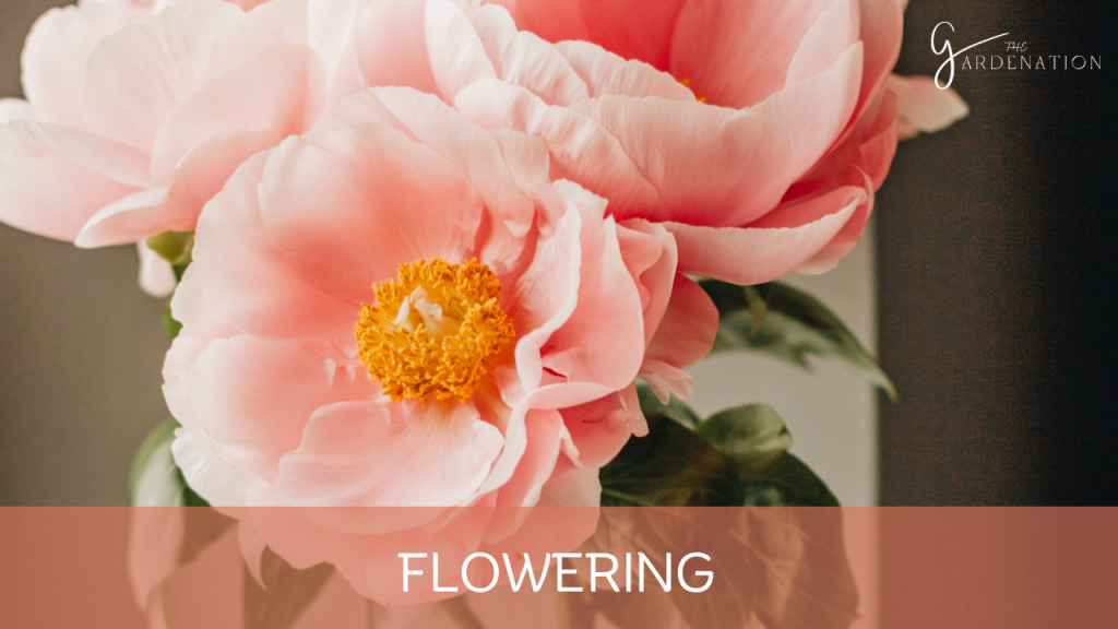 Flowering: 