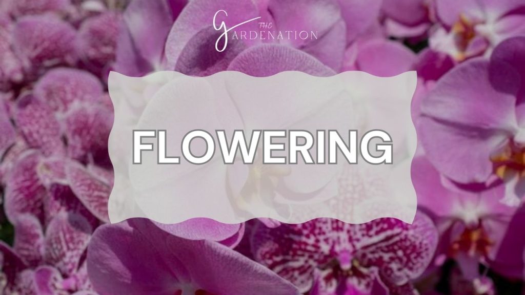 Flowering 