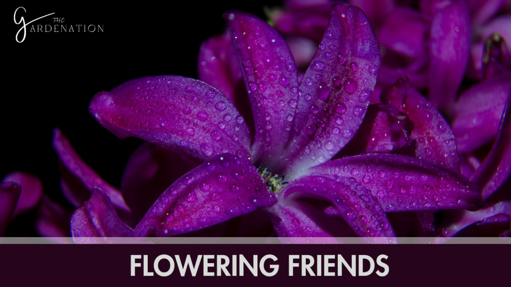  Flowering Friends
