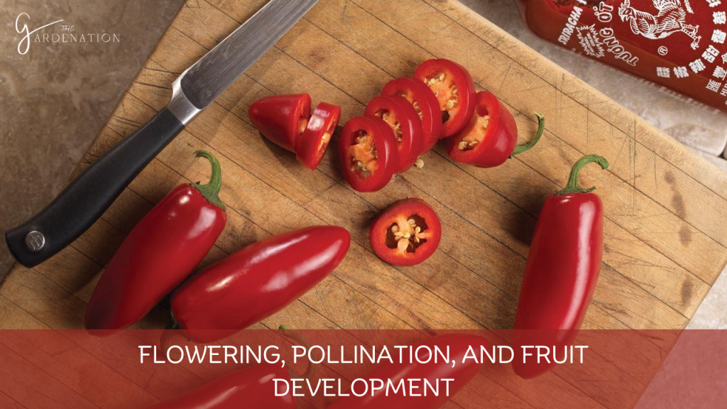 Flowering, Pollination, and Fruit Development