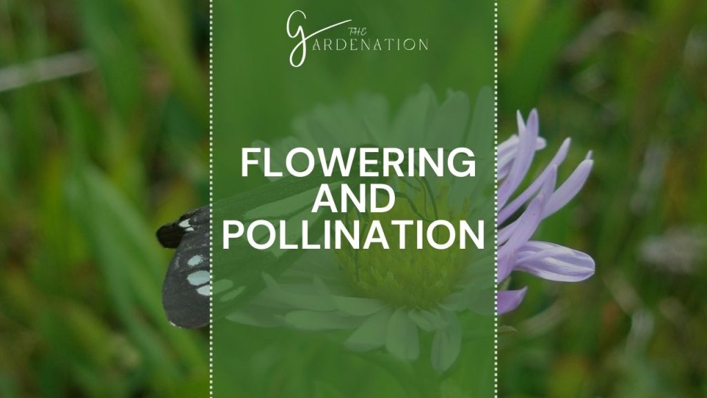  Flowering and Pollination