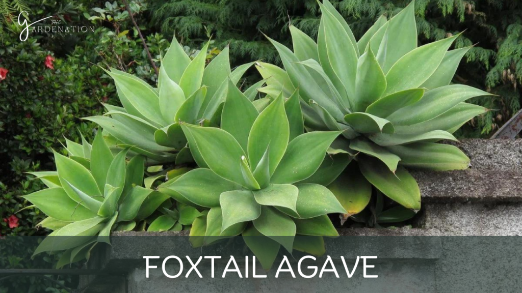 Foxtail Agave by the gardenation
