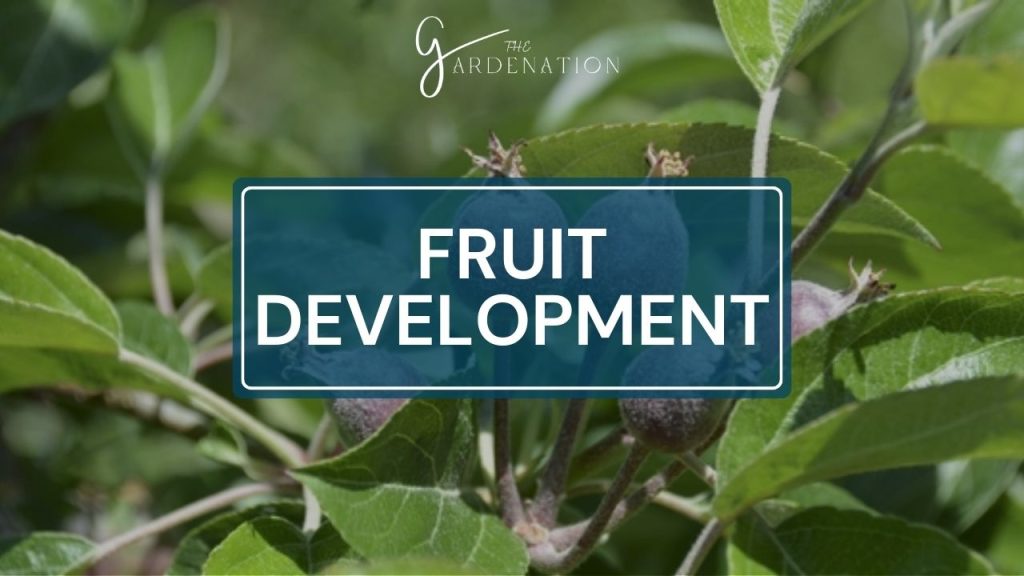 Fruit Development