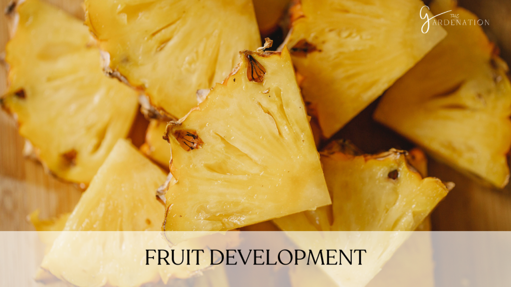 Fruit Development  