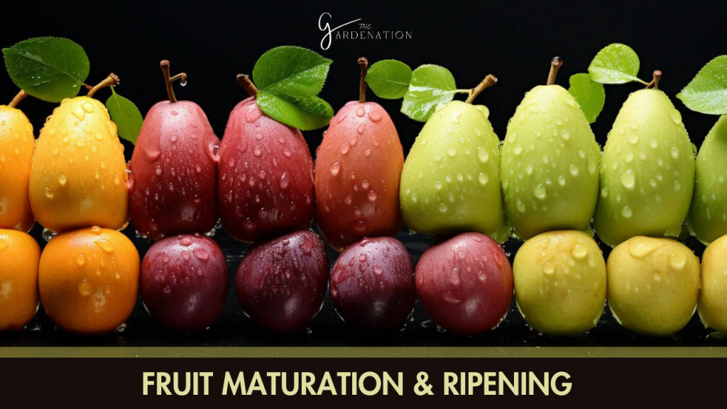 7. Fruit Maturation & Ripening  