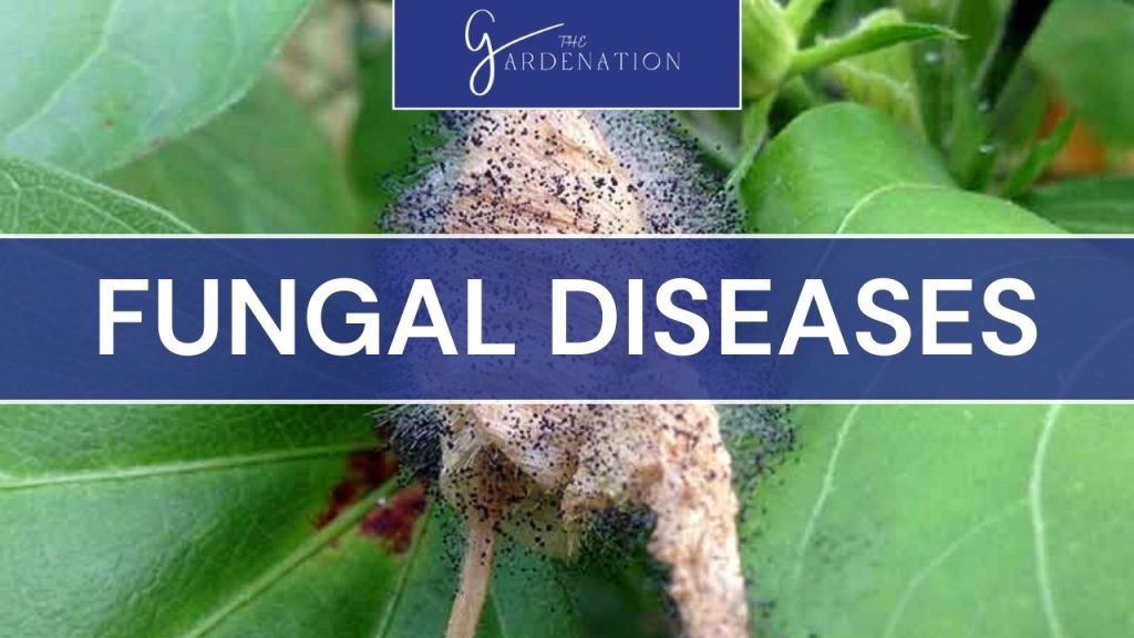 Fungal Diseases  