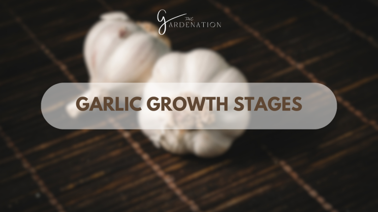 Garlic-Growth-Stages