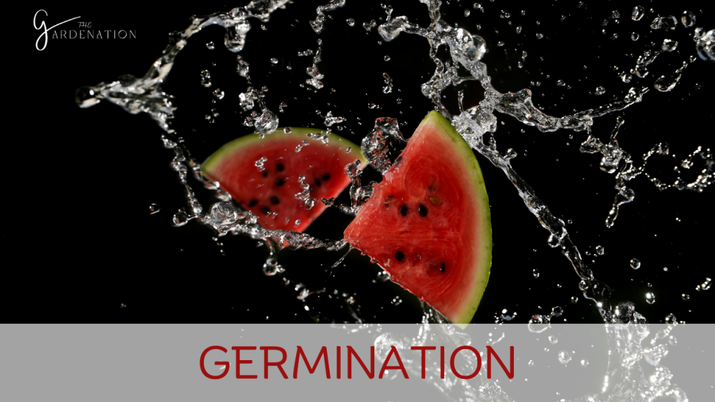 Germination by the gardenation