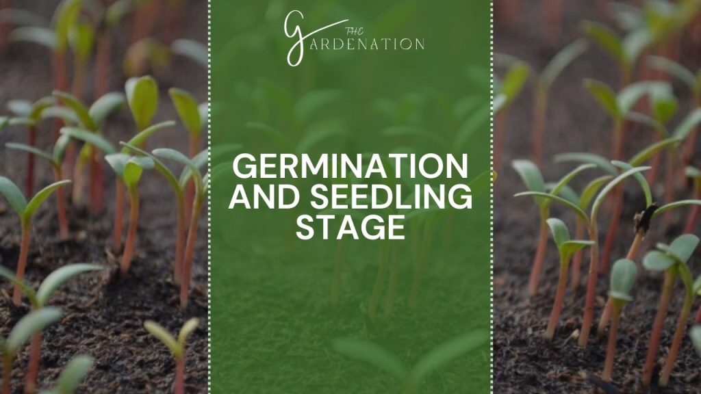 Germination and Seedling Stage