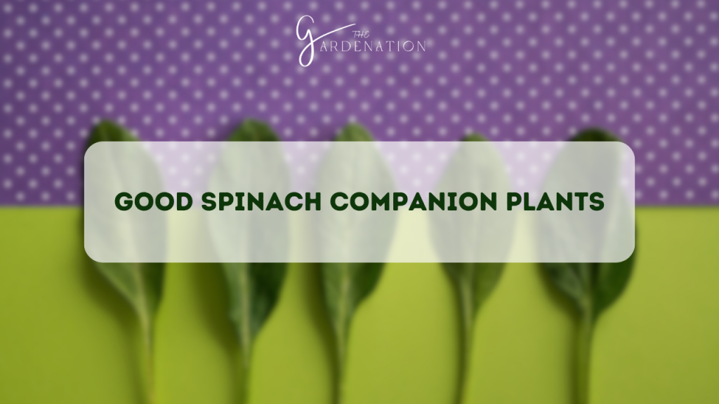 Good Spinach Companion Plants