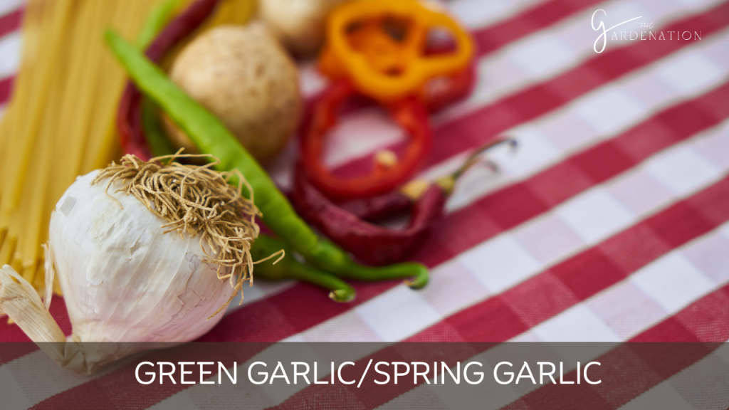 Green Garlic/Spring Garlic