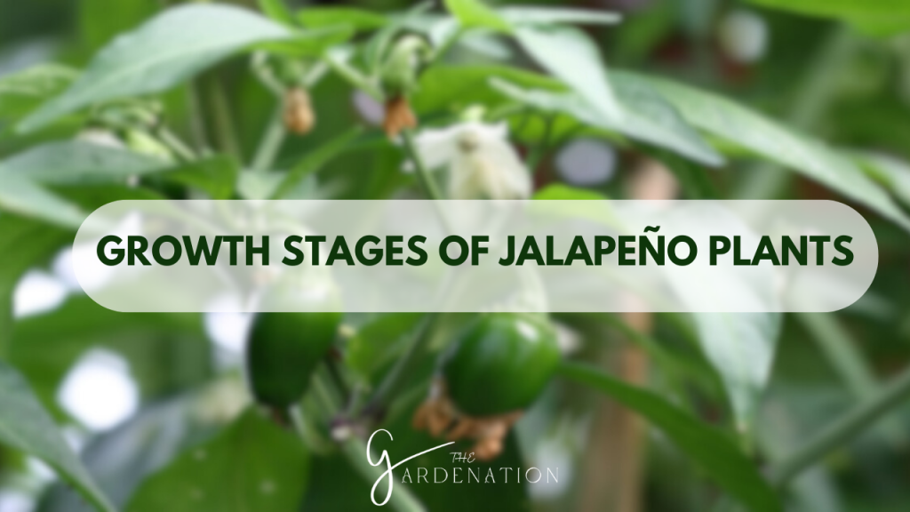 Growth Stages of Jalapeño Plants