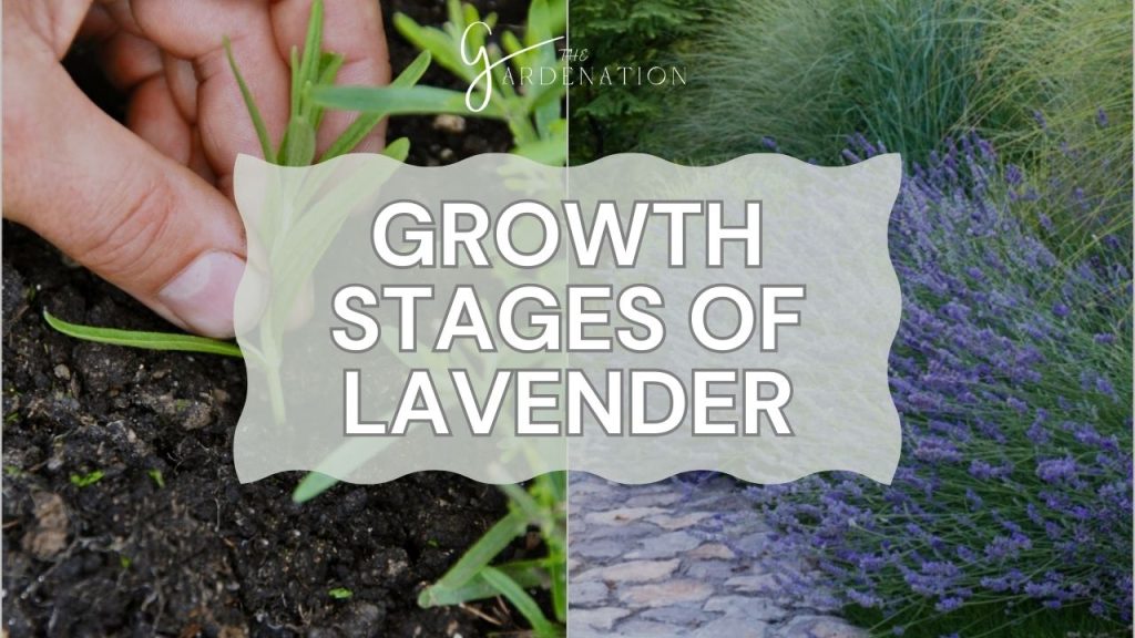 Growth Stages of Lavender