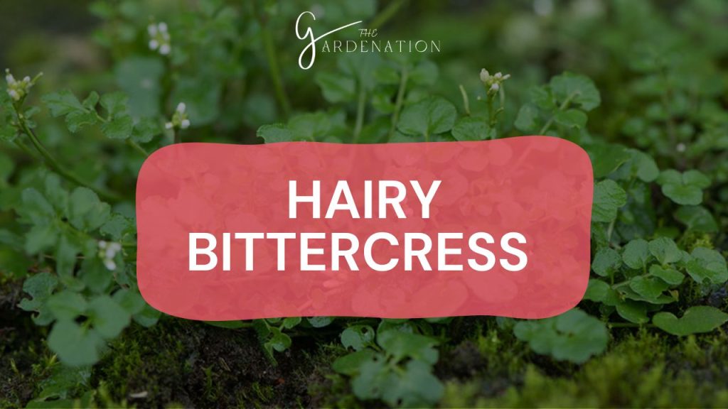 Hairy Bittercress (Cardamine hirsuta) 