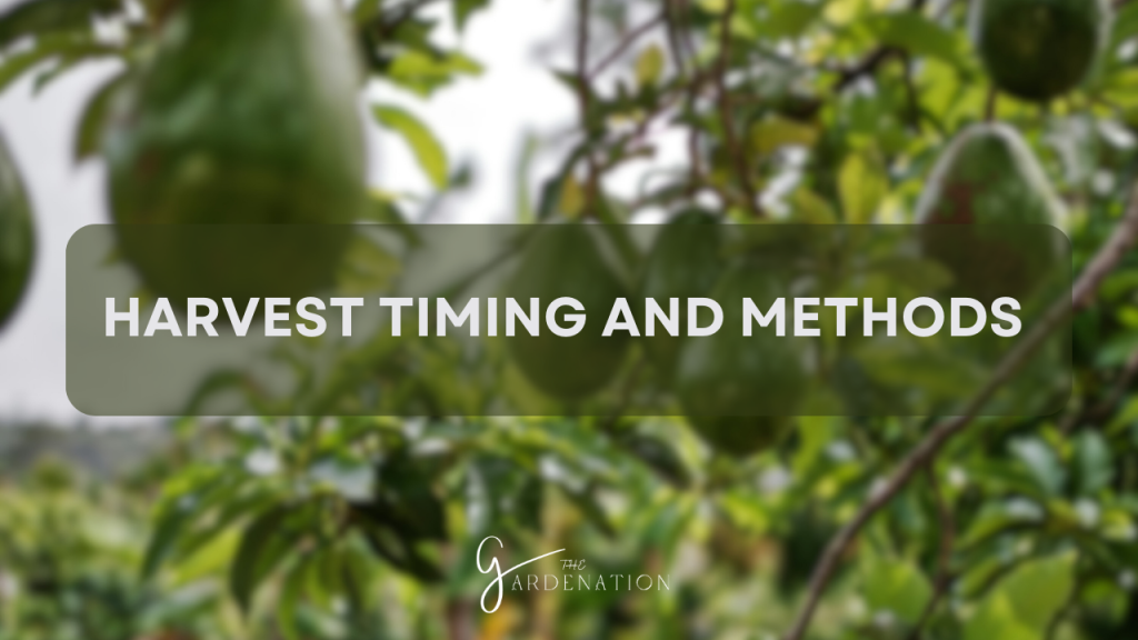 Harvest Timing and Methods 