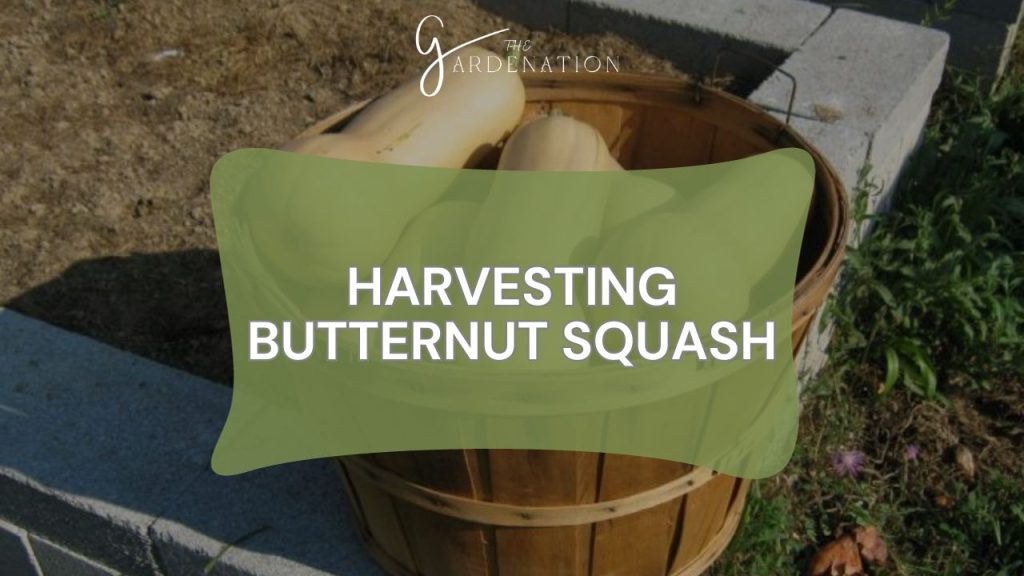 Harvesting Butternut Squash