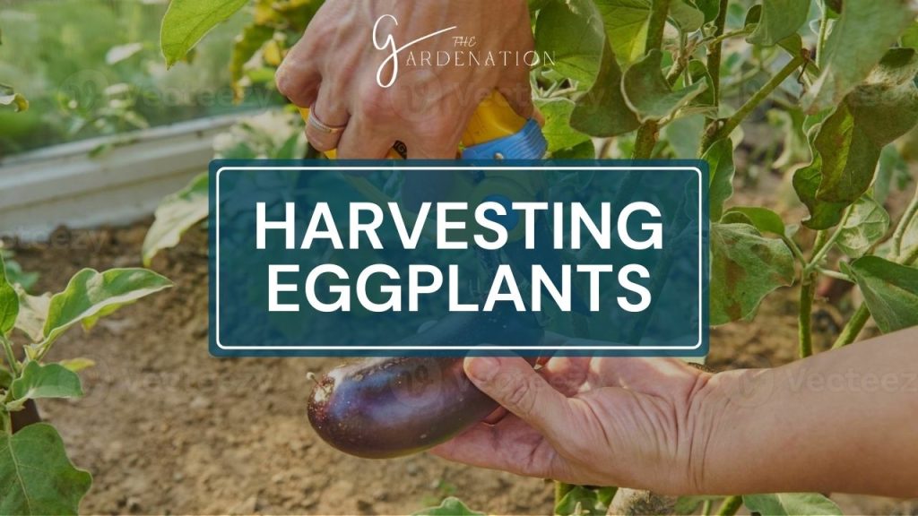 Harvesting Eggplants