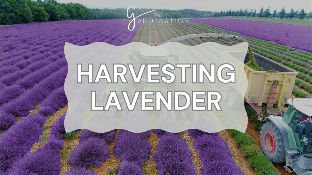 Harvesting Lavender 